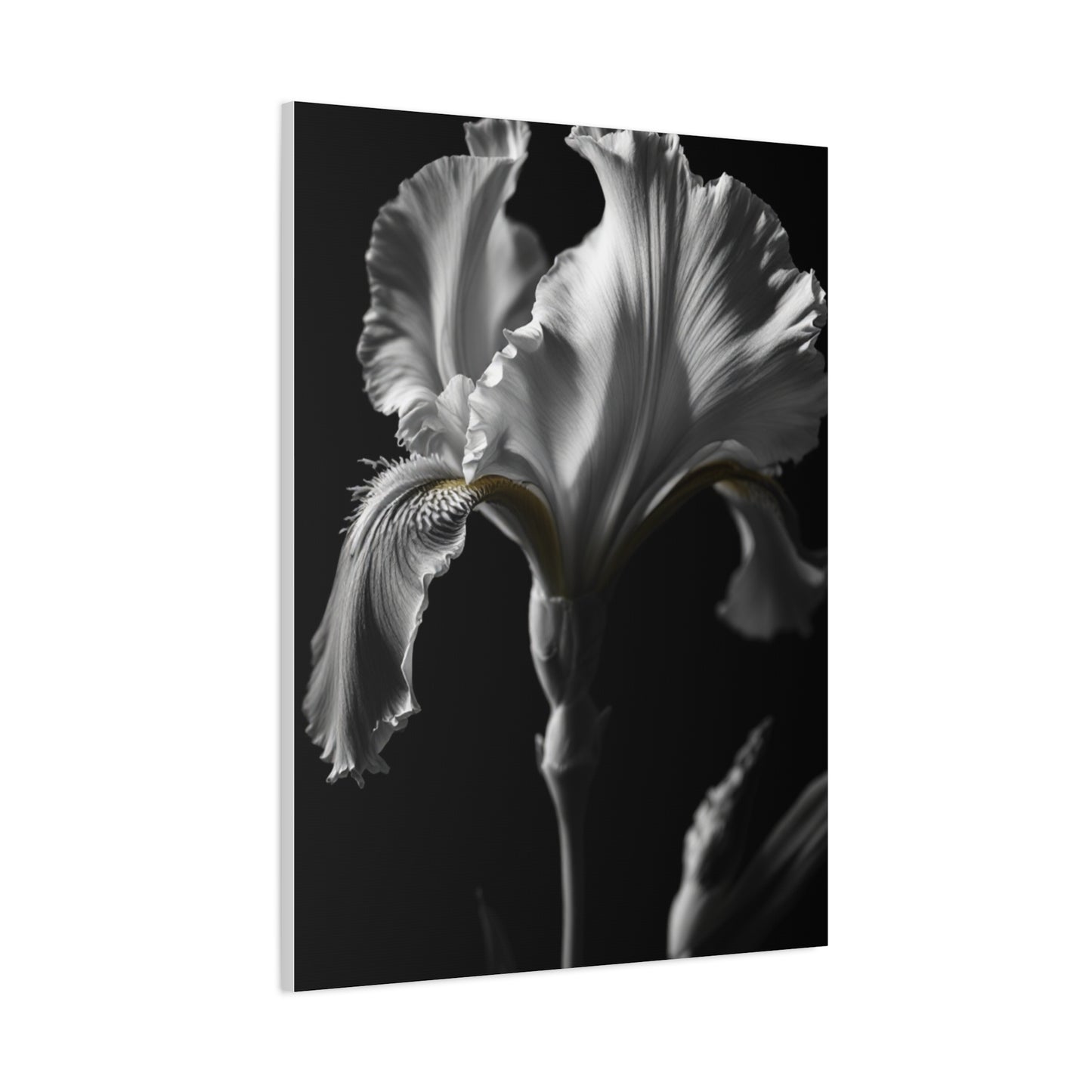 Elegant Iris in Shadowed Light Wall Art & Canvas Prints