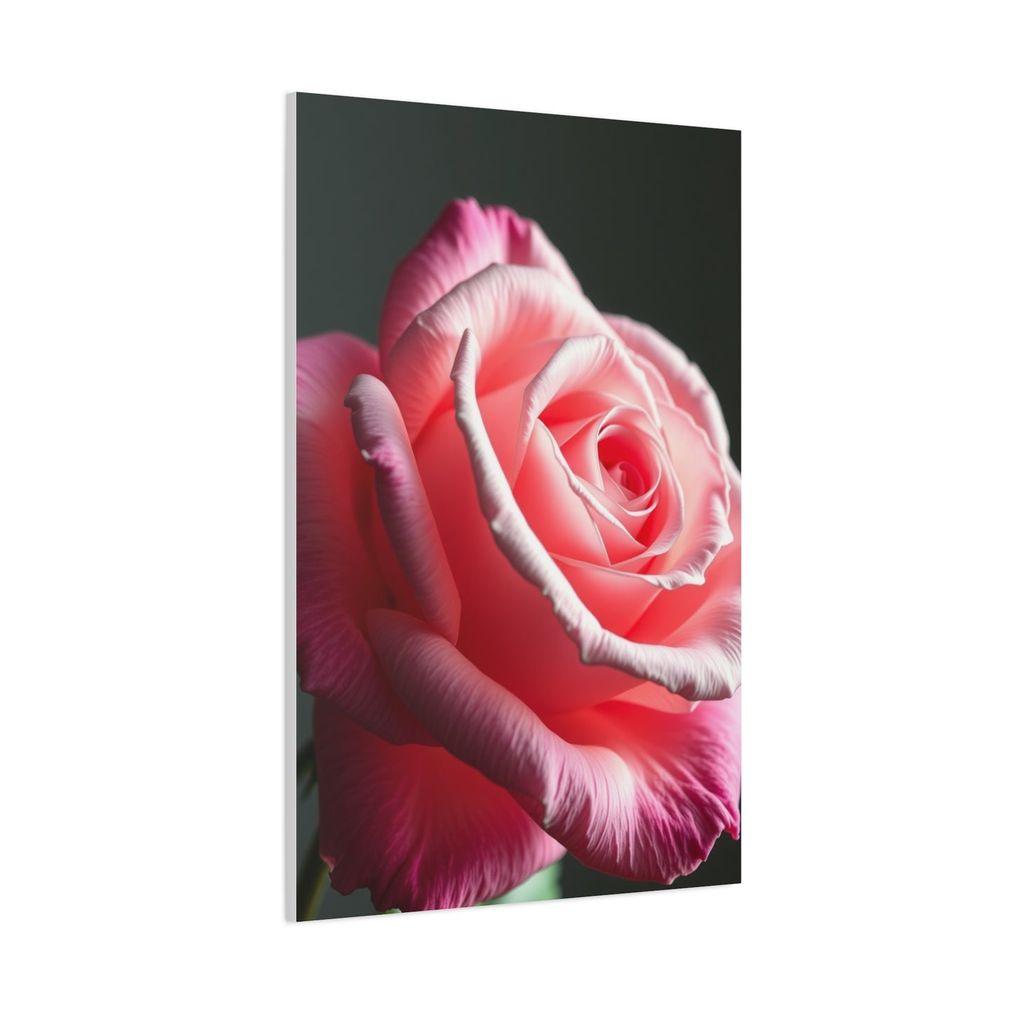 Supreme Rose Flower Art Collection Wall Art & Canvas Print