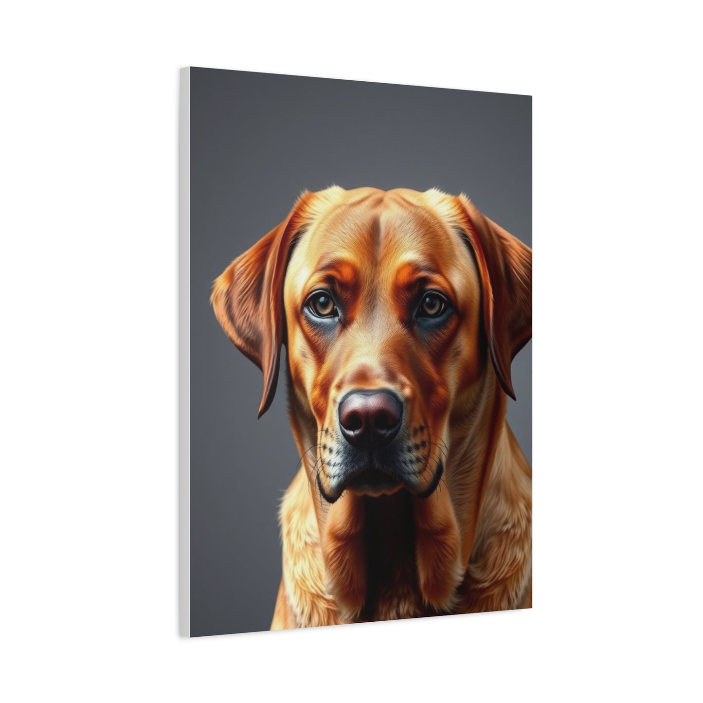 Labrador Retriever Art Supreme Gallery Wall Art & Canvas Print