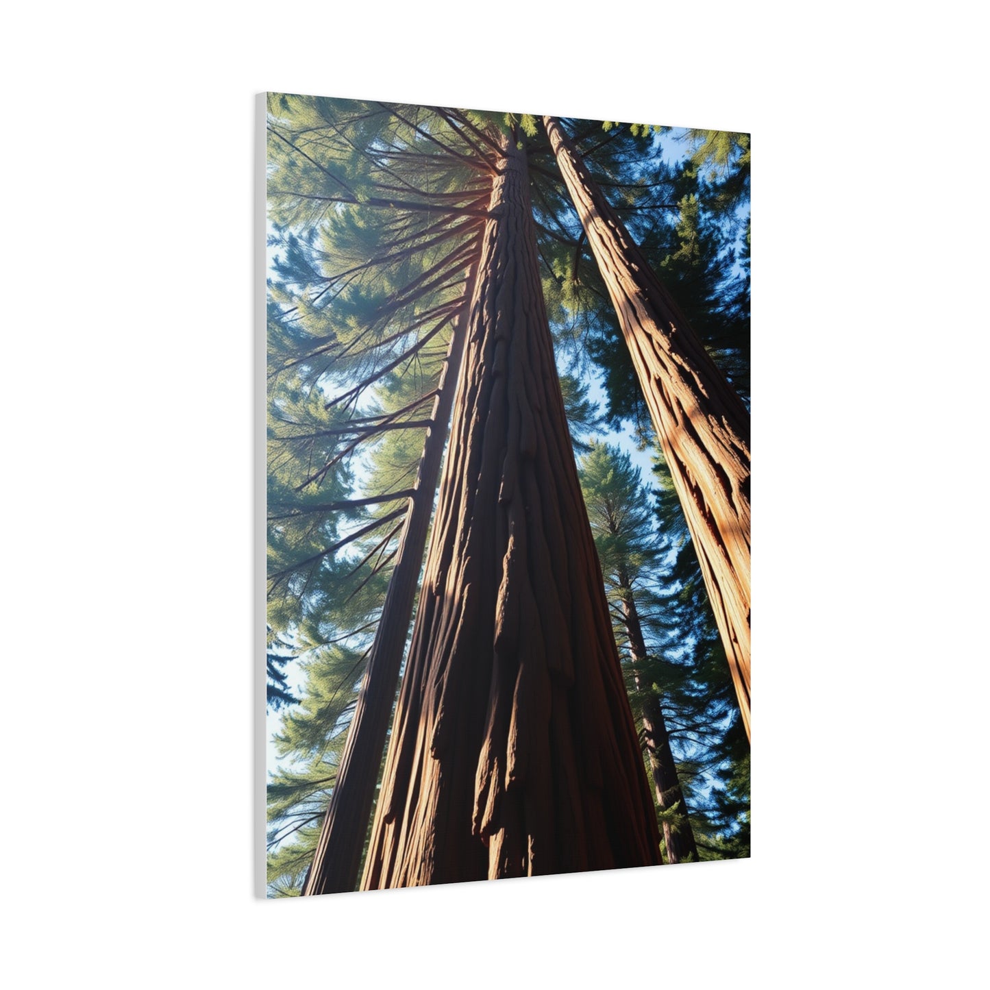 Vision Redwood Tree Art Art Wall Art & Canvas Print