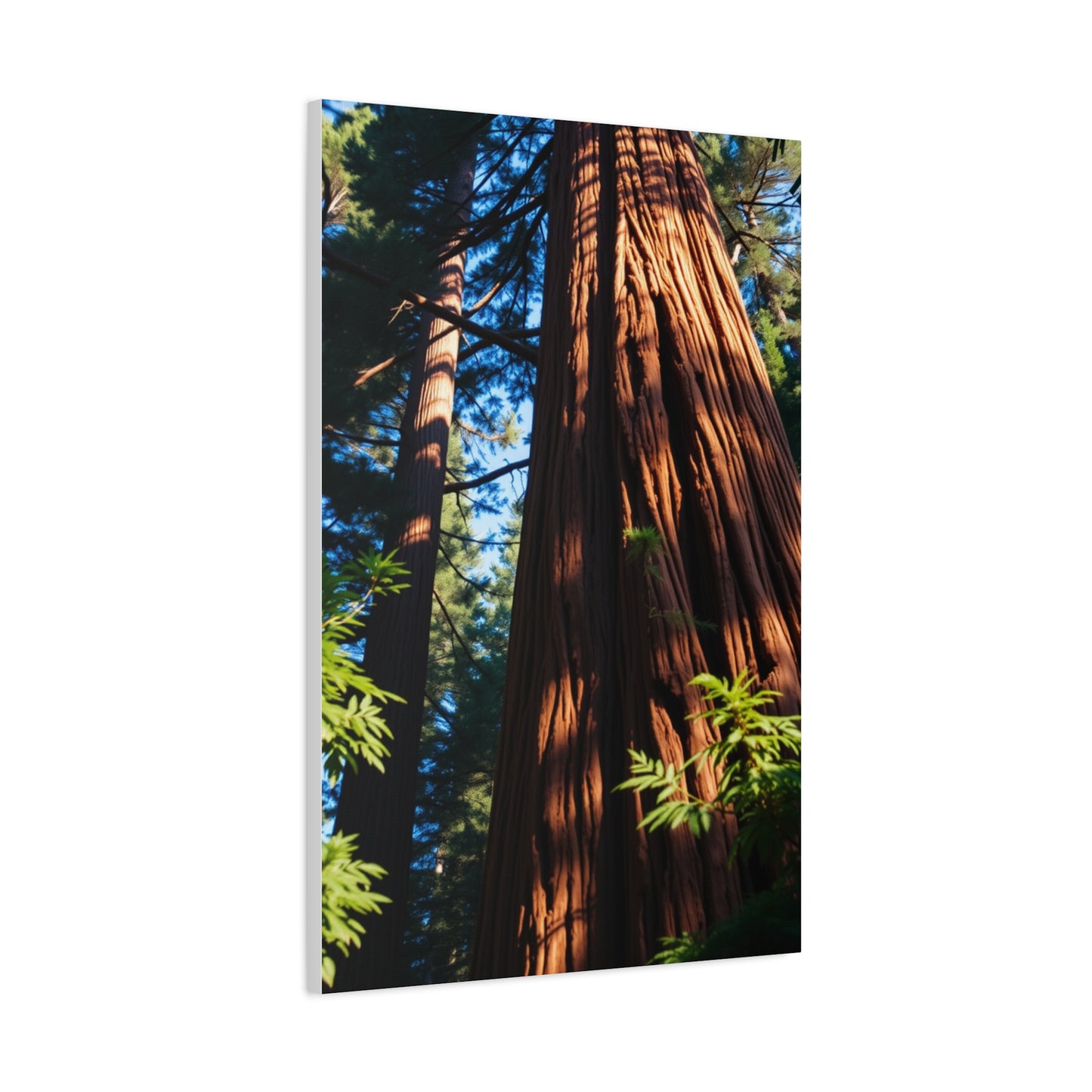 Supreme Redwood Tree Art Collection Wall Art & Canvas Print
