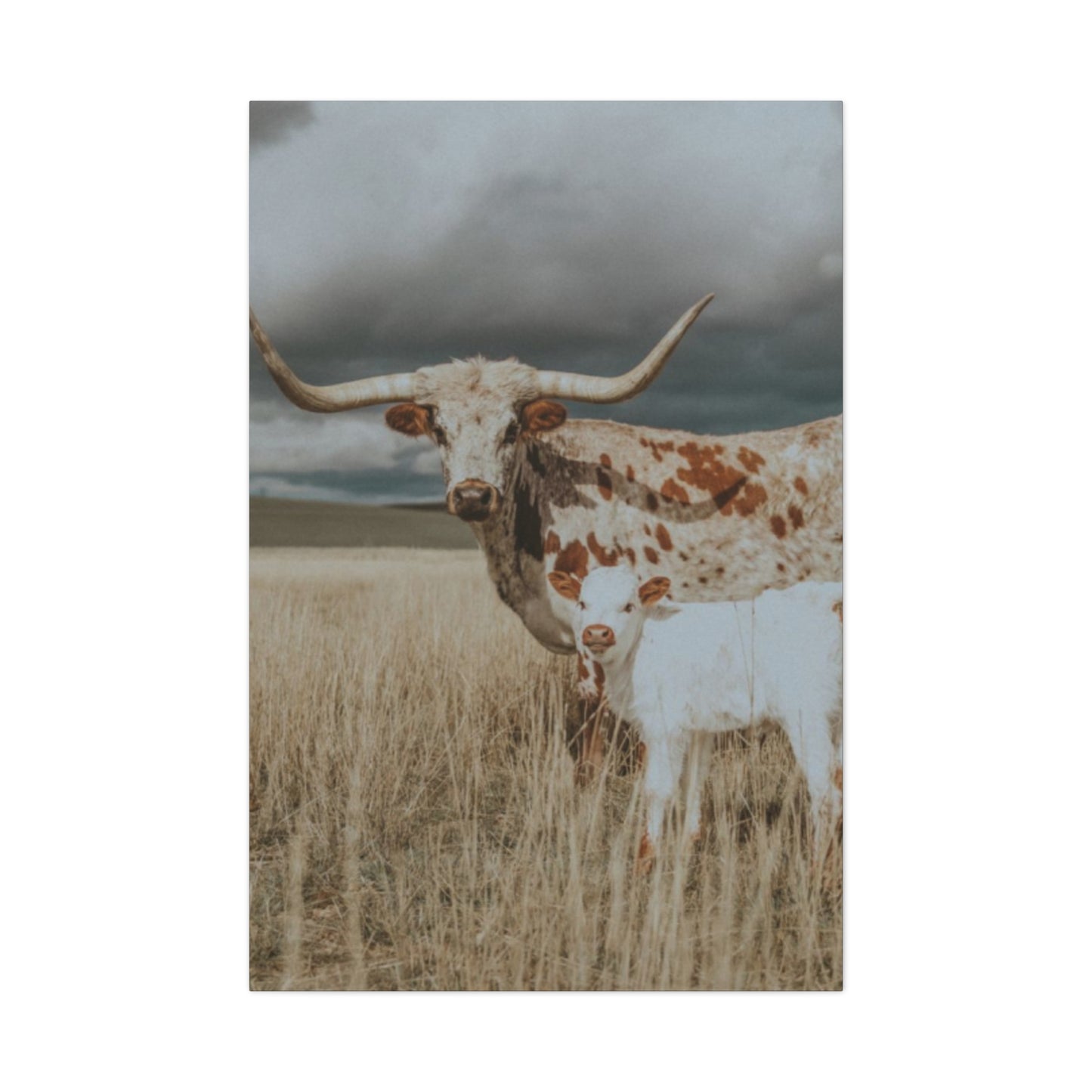 Wild Buffalo Family Longhorn Photos Wall Art & Canvas Prints