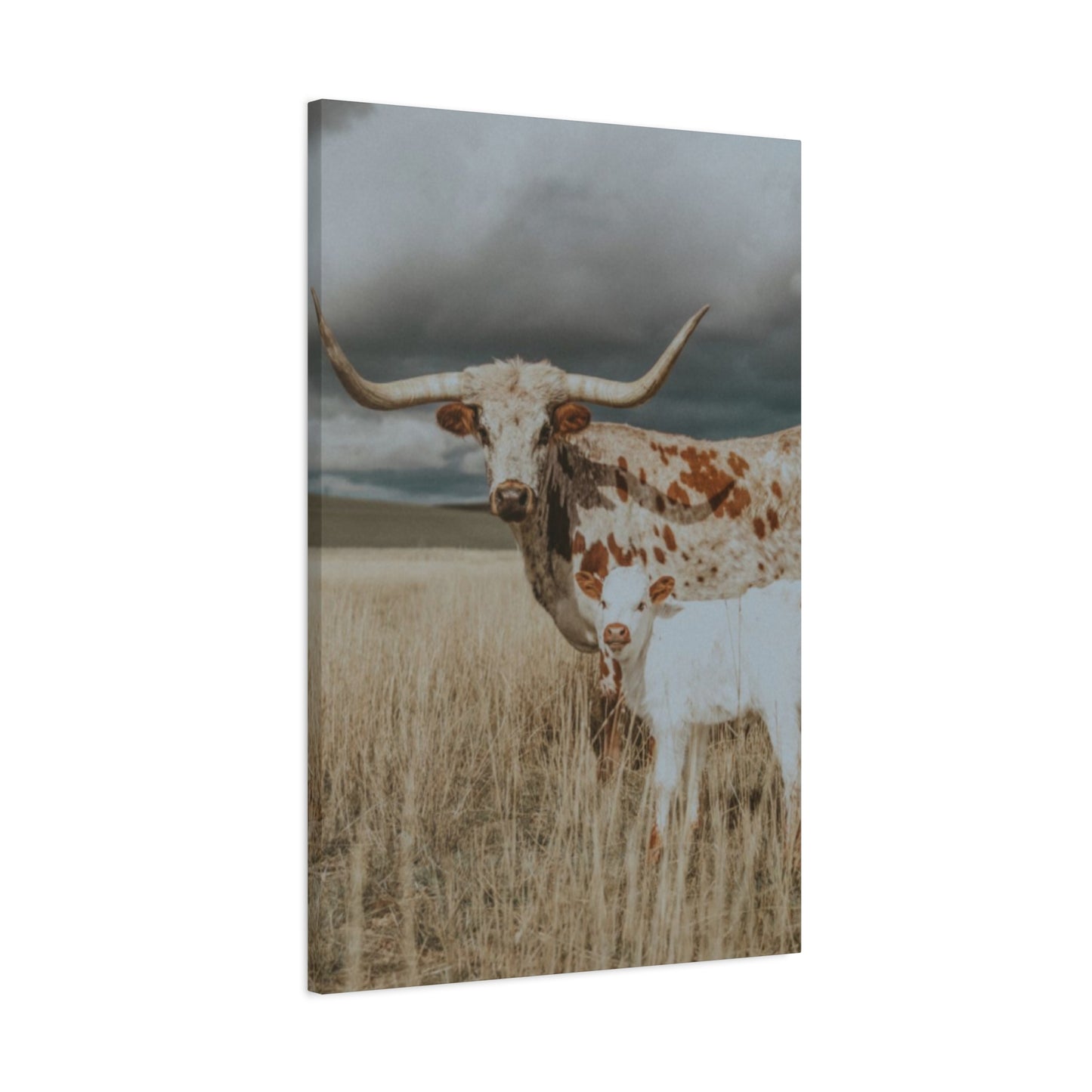 Wild Buffalo Family Longhorn Photos Wall Art & Canvas Prints