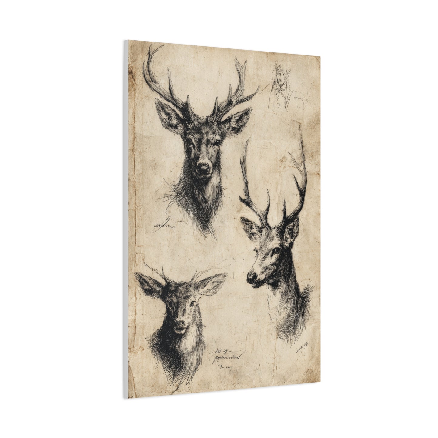 Vintage Natural History Deer Study Wall Art & Canvas Print