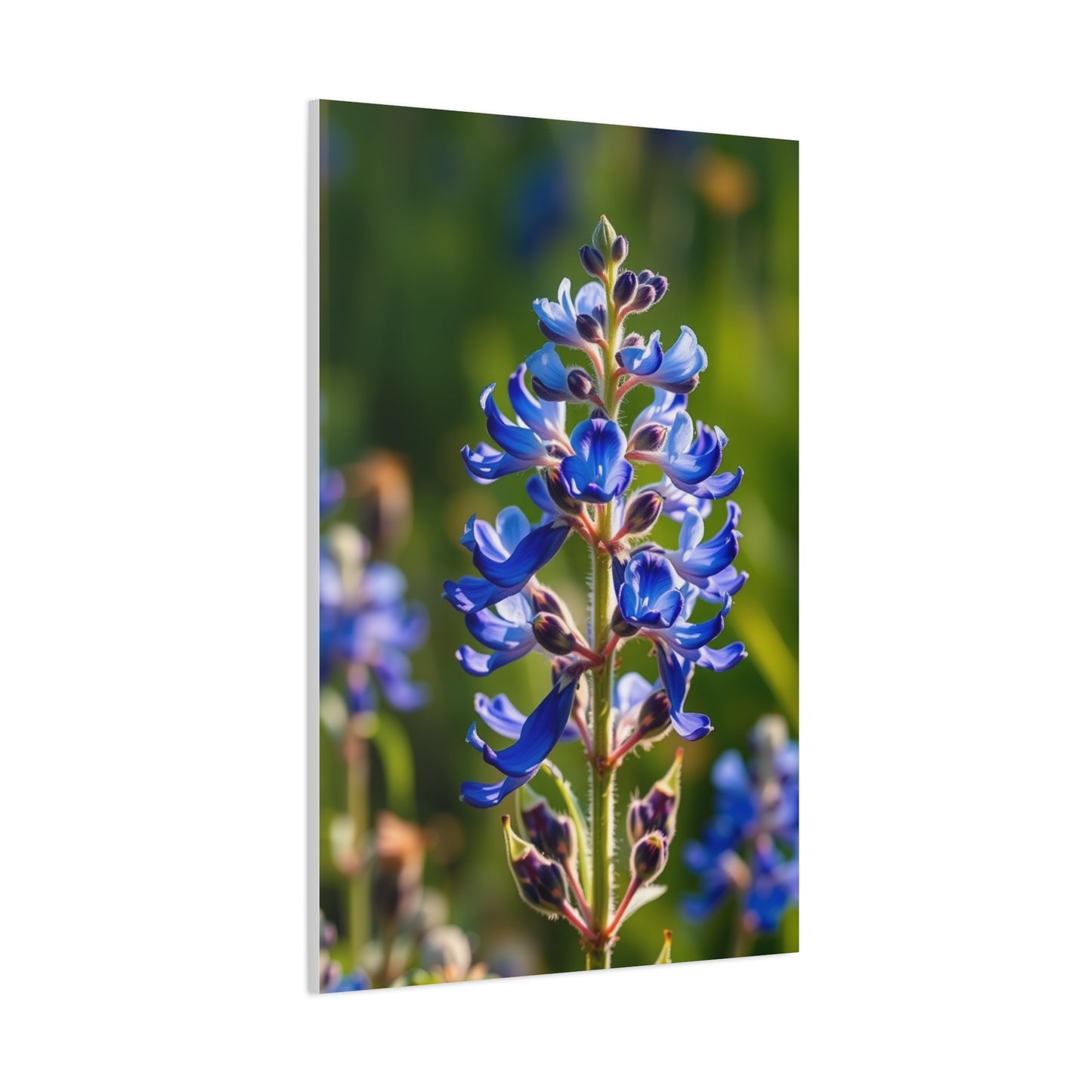 Collection Bluebonnet Flower Art Art Wall Art & Canvas Print