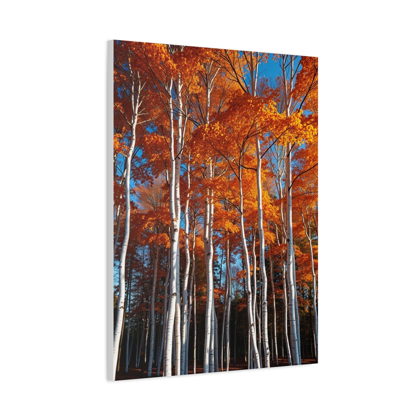 Aspen Tree Art Luxury Canvas Wall Art & Canvas Print