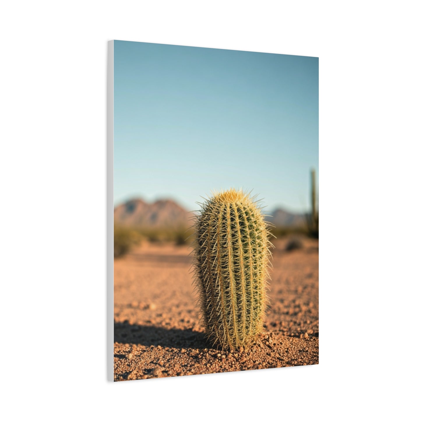 Barrel Cactus Desert Minimalism Wall Art & Canvas Prints