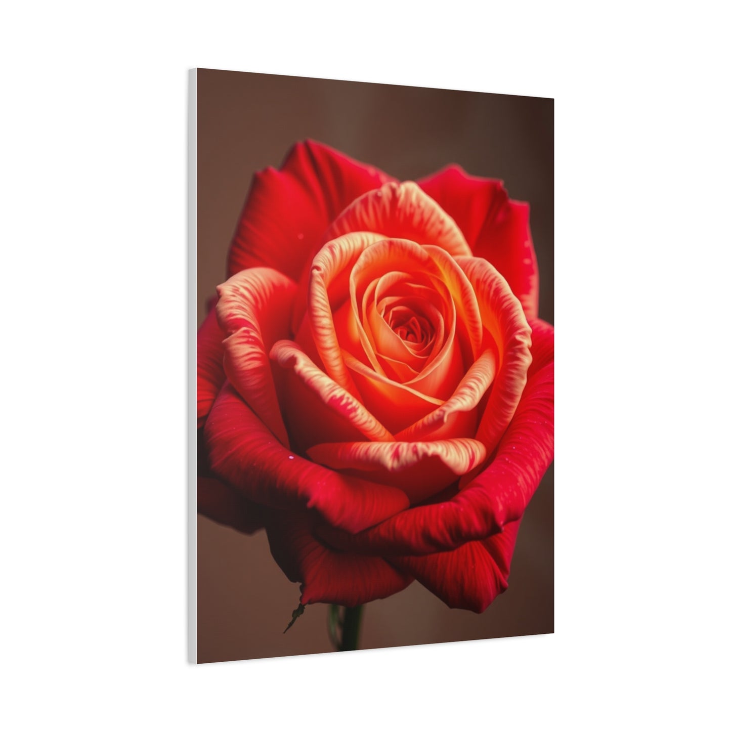 Supreme Rose Flower Art Collection Wall Art & Canvas Print