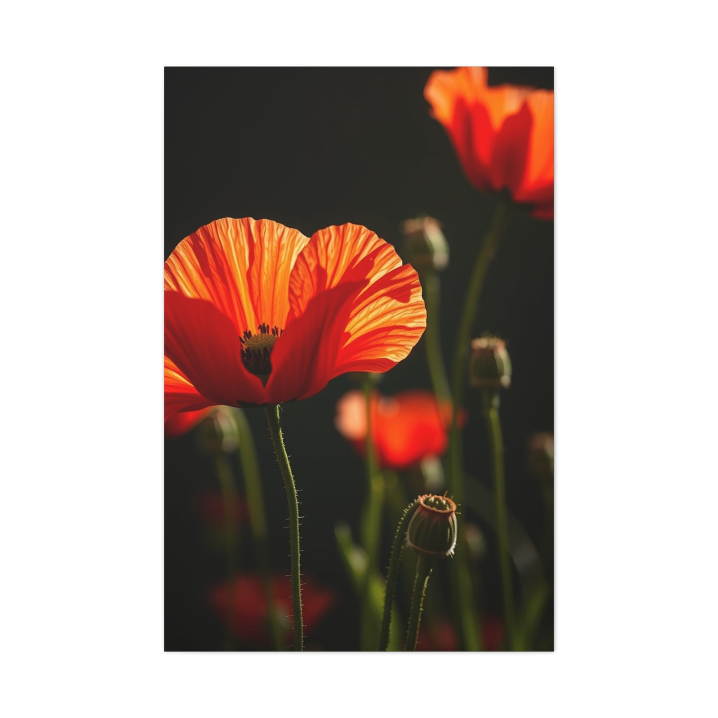 Poppy Flower Art Luxury Canvas Wall Art & Canvas Print