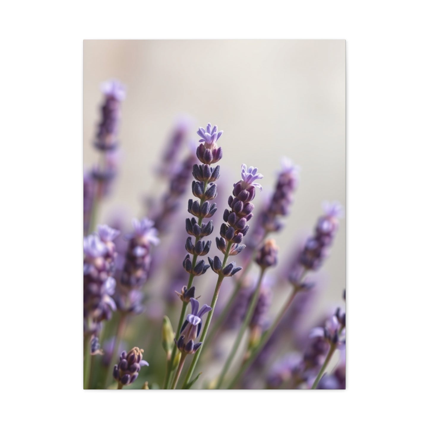 Lavender Herb Art Supreme Gallery Wall Art & Canvas Print