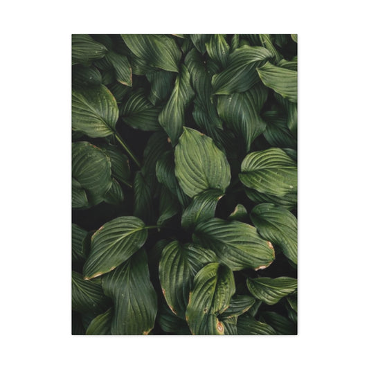Beautiful Dark Leaves Plant Olive Green Wall Art & Canvas Prints