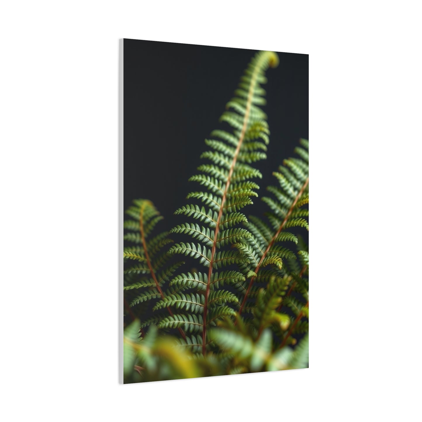 Fern Art Supreme Gallery Wall Art & Canvas Print