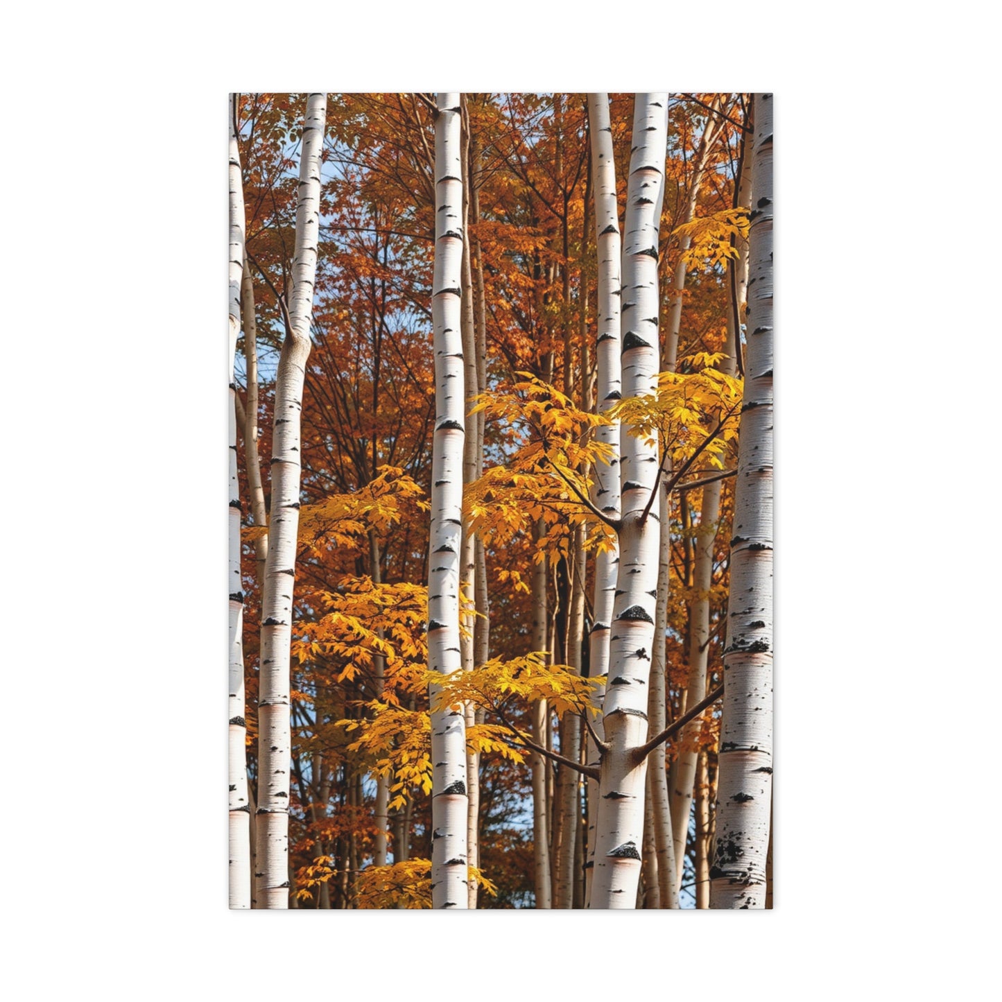 Aspen Tree Art Refined Canvas Wall Art & Canvas Print