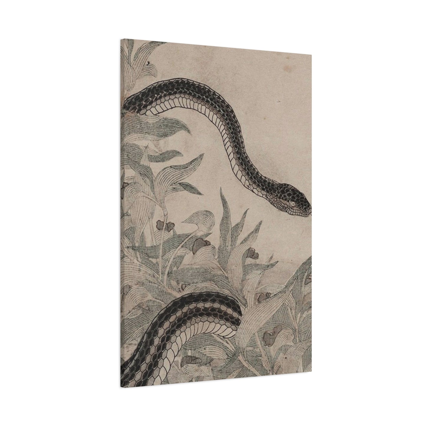 Cobra And Flower Wall Art & Canvas Prints