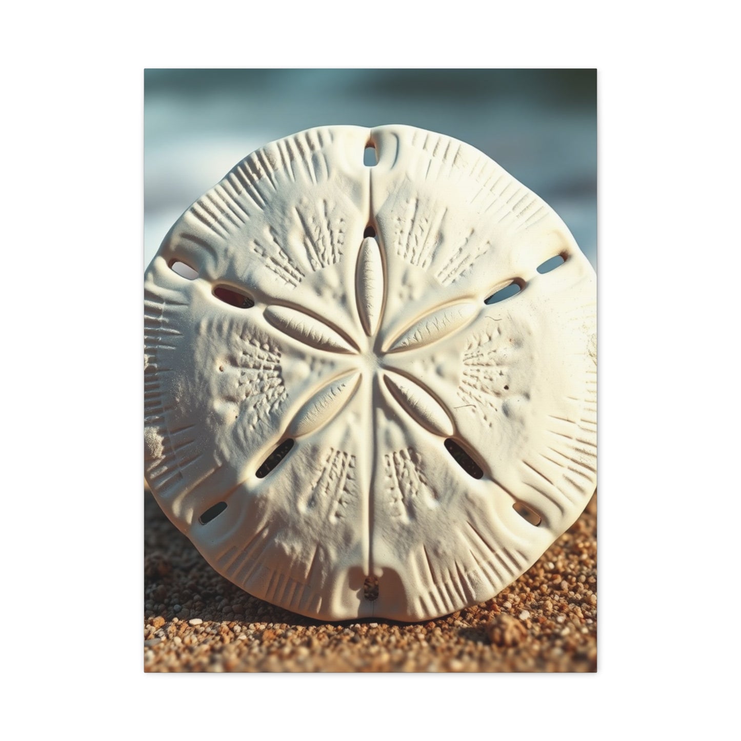 Supreme Sand Dollar Art Collection Wall Art & Canvas Print