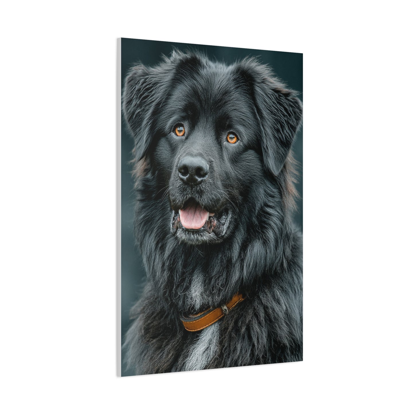 Noble Newfoundland Portrait Wall Art & Canvas Print
