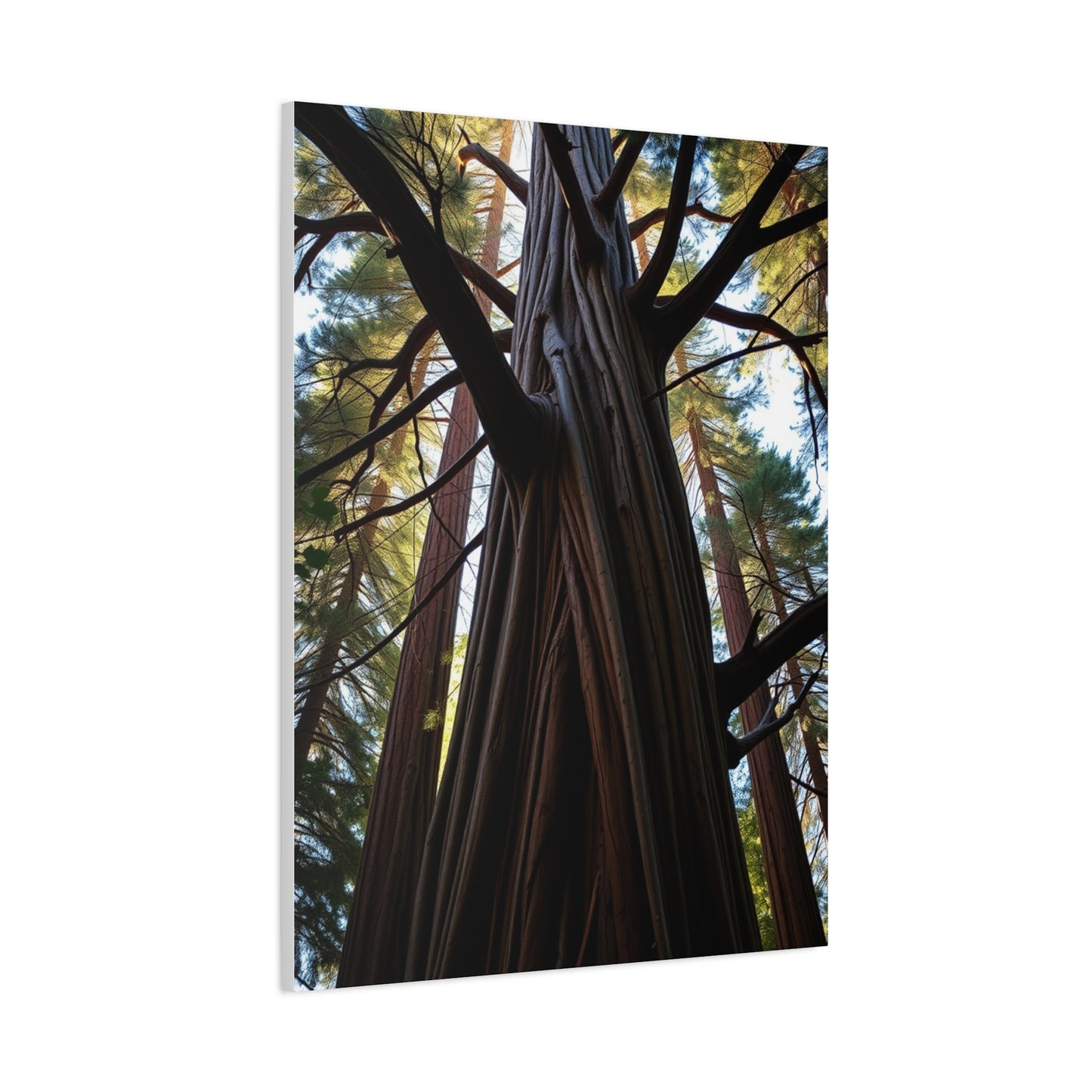 Elite Redwood Tree Art Vision Wall Art & Canvas Print