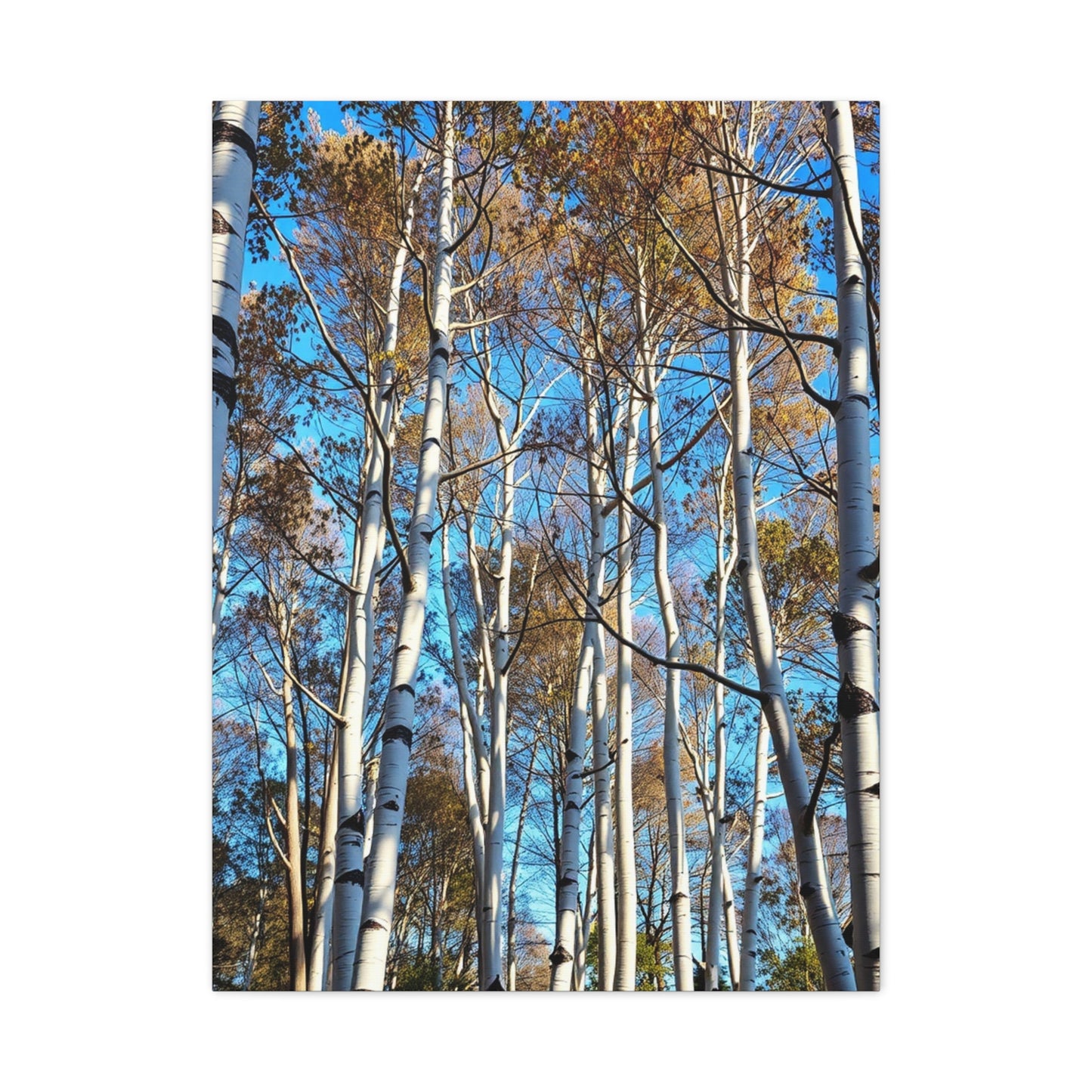 Masterpiece Aspen Tree Art Vision Wall Art & Canvas Print