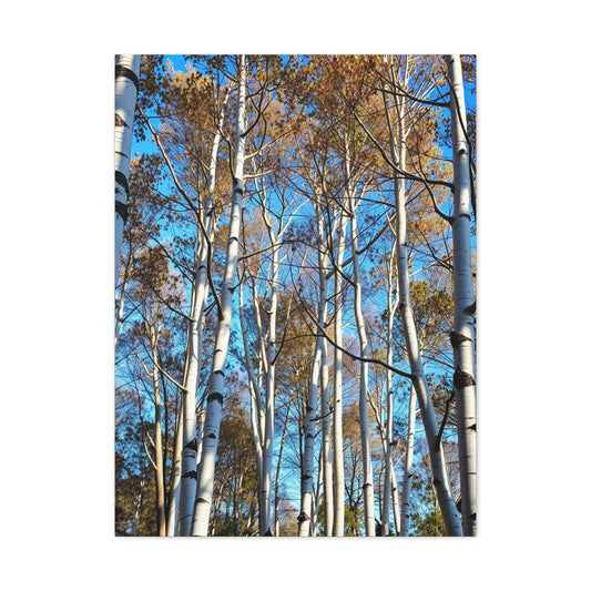 Masterpiece Aspen Tree Art Vision Wall Art & Canvas Print