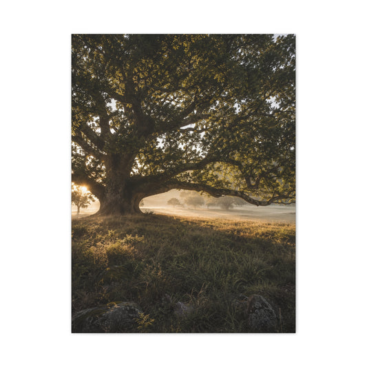 Ancient Oak Golden Dawn Landscape Trees Wall Art & Canvas Print