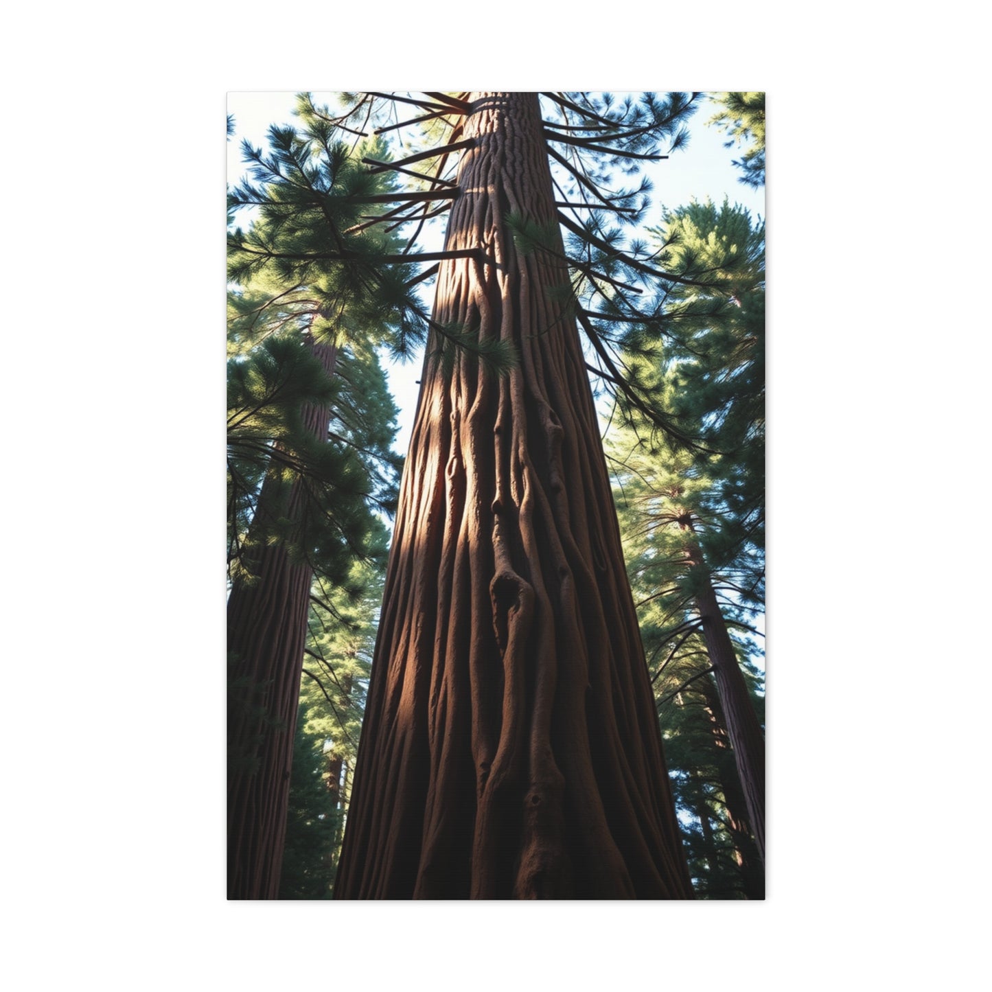 Redwood Tree Art Supreme Gallery Wall Art & Canvas Print