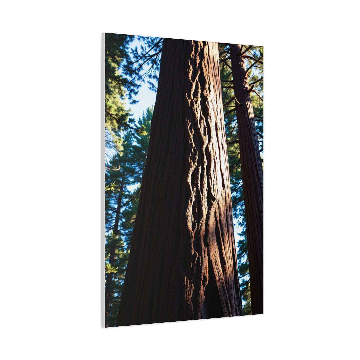 Redwood Tree Art Luxury Canvas Wall Art & Canvas Print