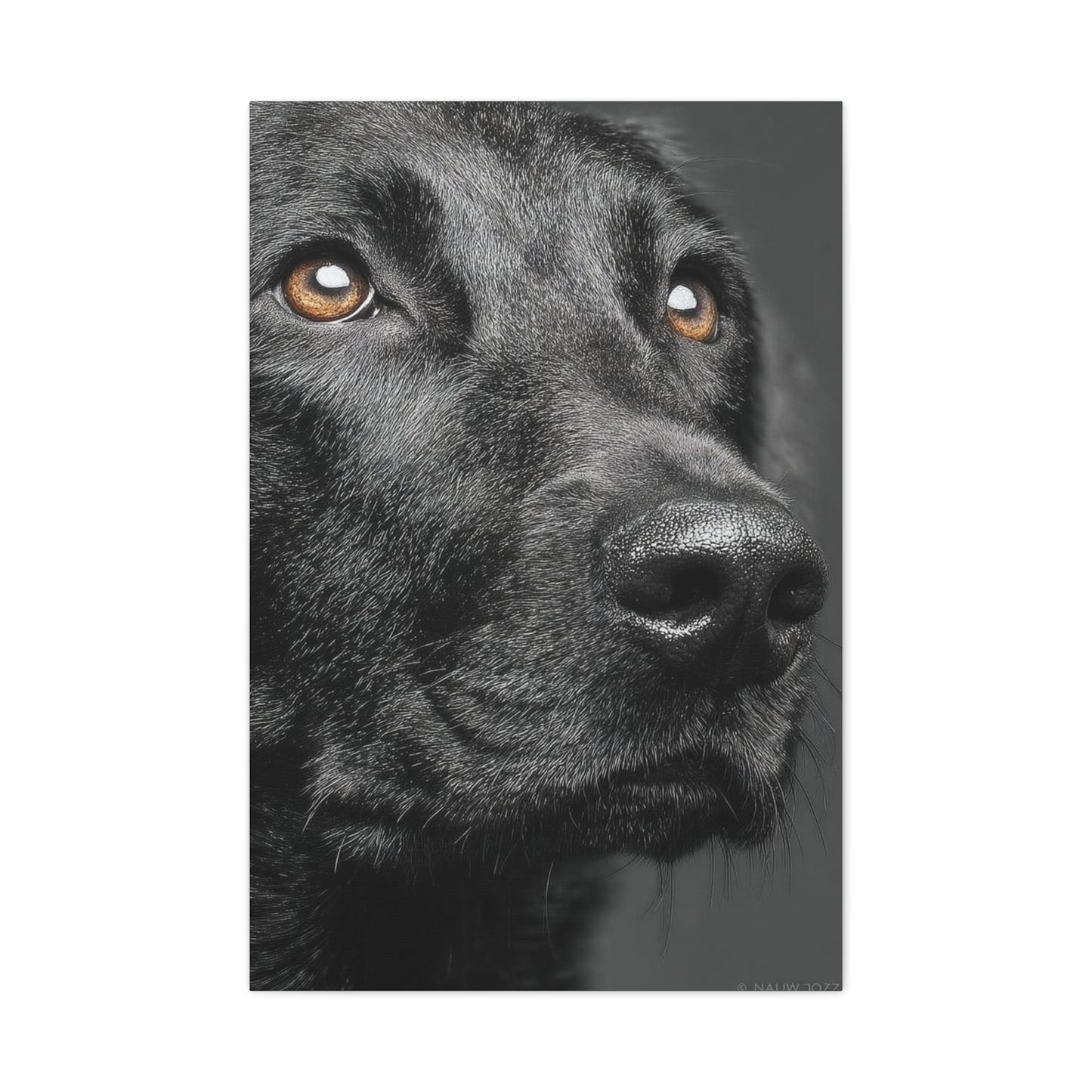 Black Labrador Fine Art Close-Up Wall Art & Canvas Print