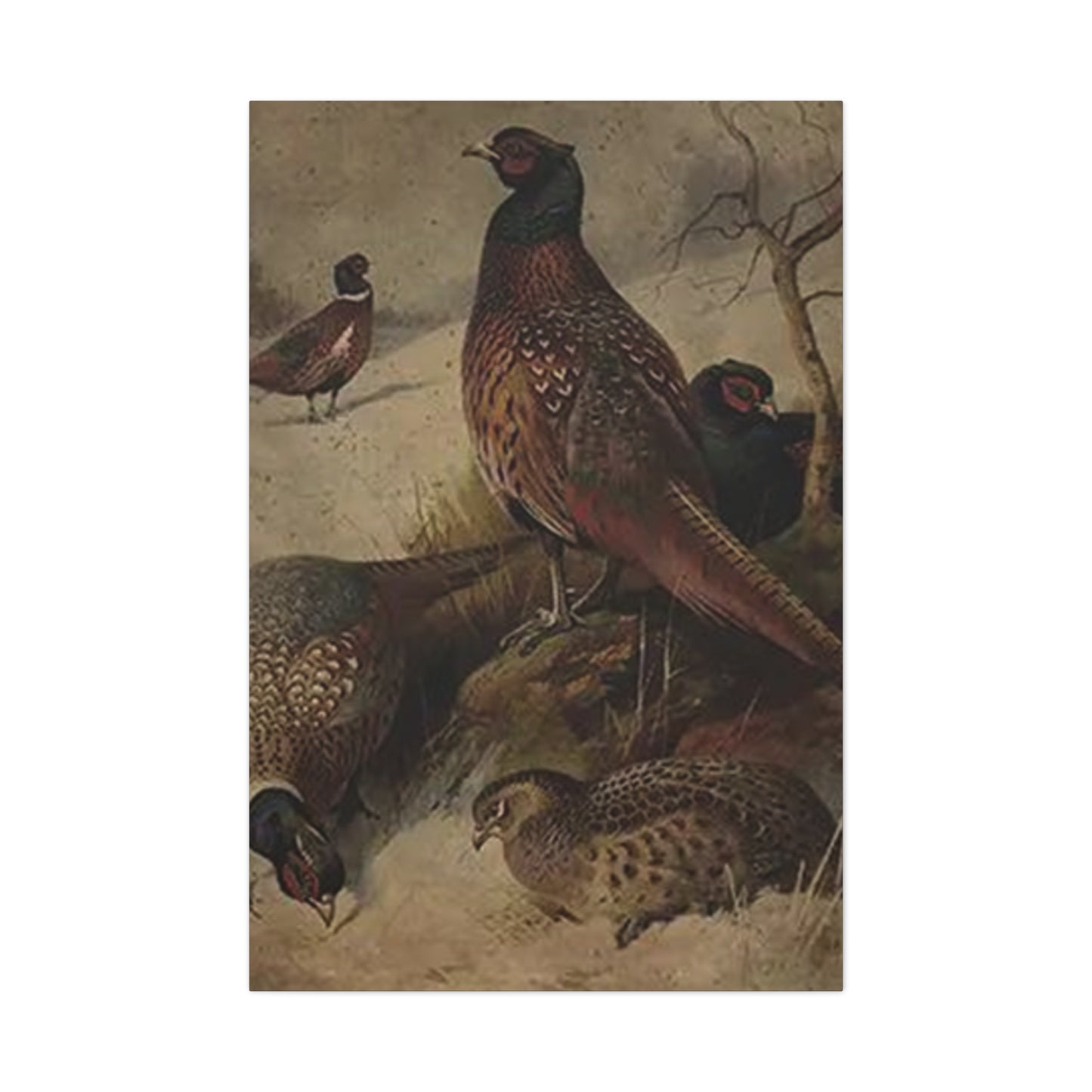 Pheasant Poster Wall Art & Canvas Prints
