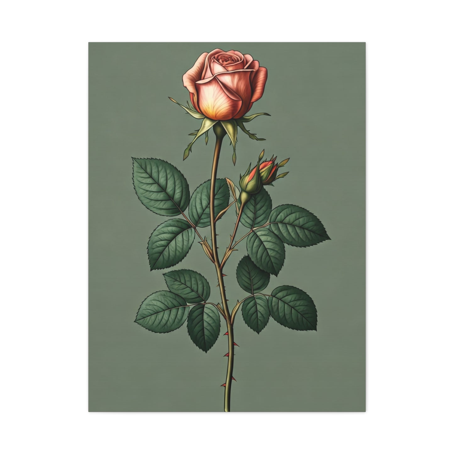 Vintage Rose Study Illustration Wall Art & Canvas Prints
