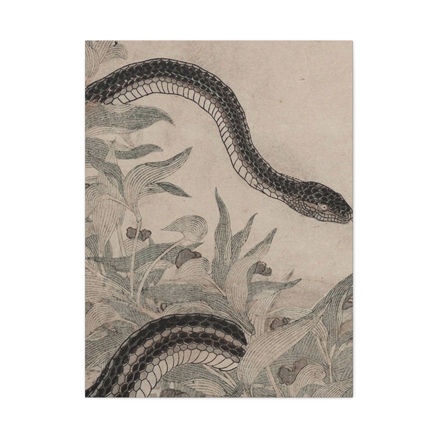 Cobra And Flower Wall Art & Canvas Prints