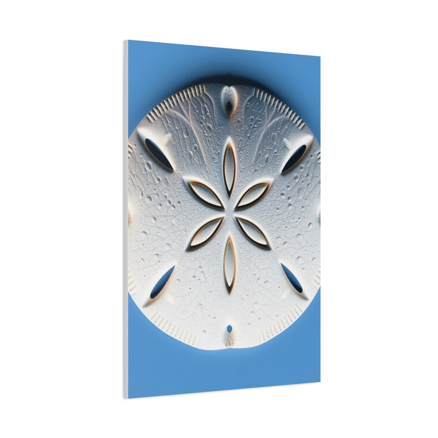 Sand Dollar Art Supreme Gallery Wall Art & Canvas Print
