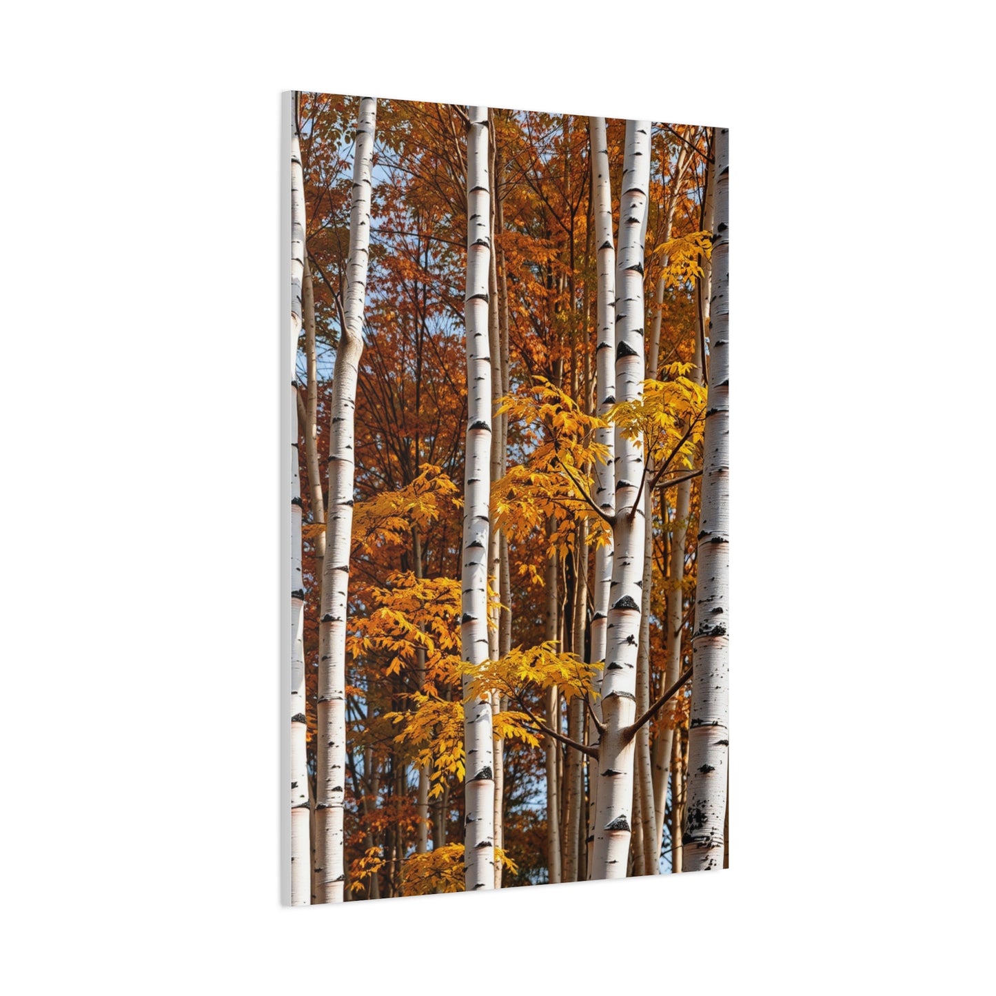 Aspen Tree Art Refined Canvas Wall Art & Canvas Print