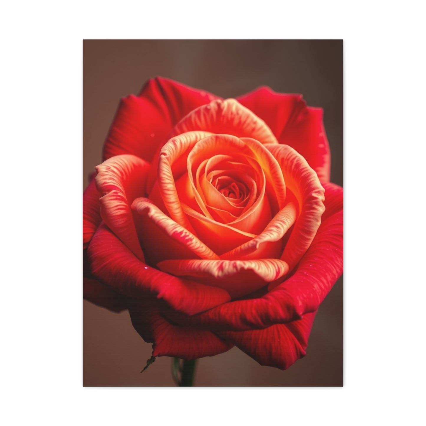 Supreme Rose Flower Art Collection Wall Art & Canvas Print