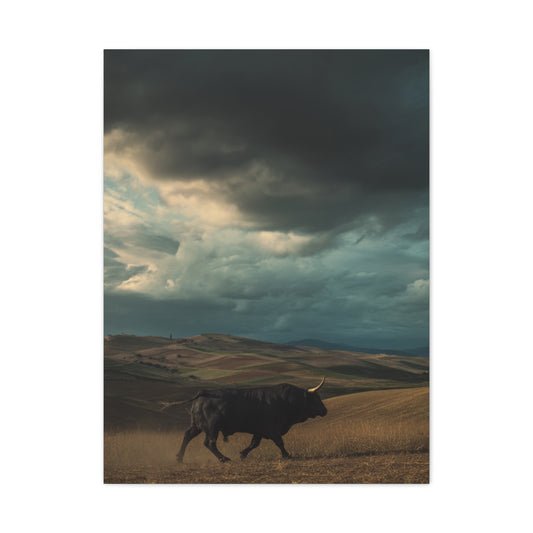 Storm Valley Black Bull Wall Art & Canvas Print