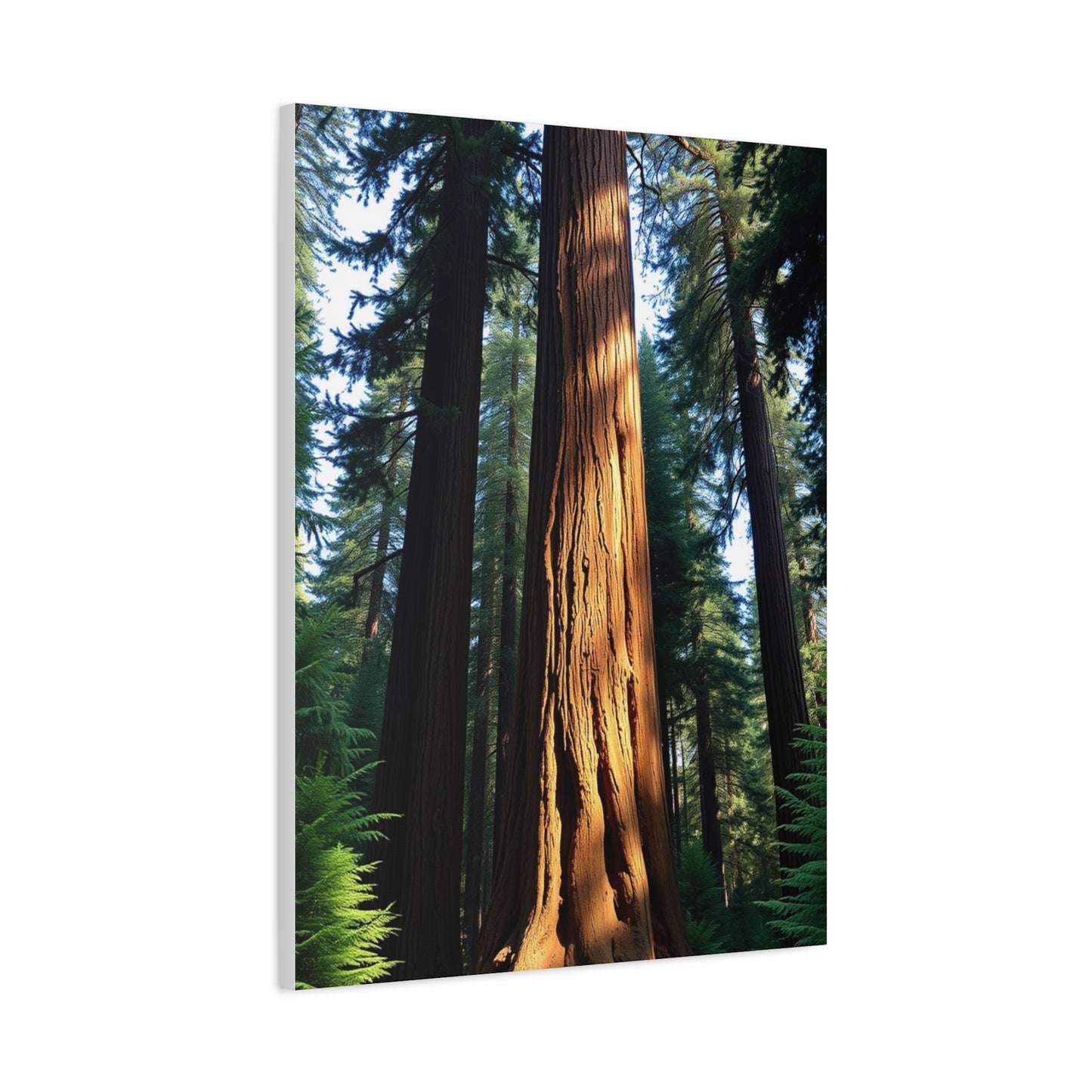Supreme Redwood Tree Art Collection Wall Art & Canvas Print
