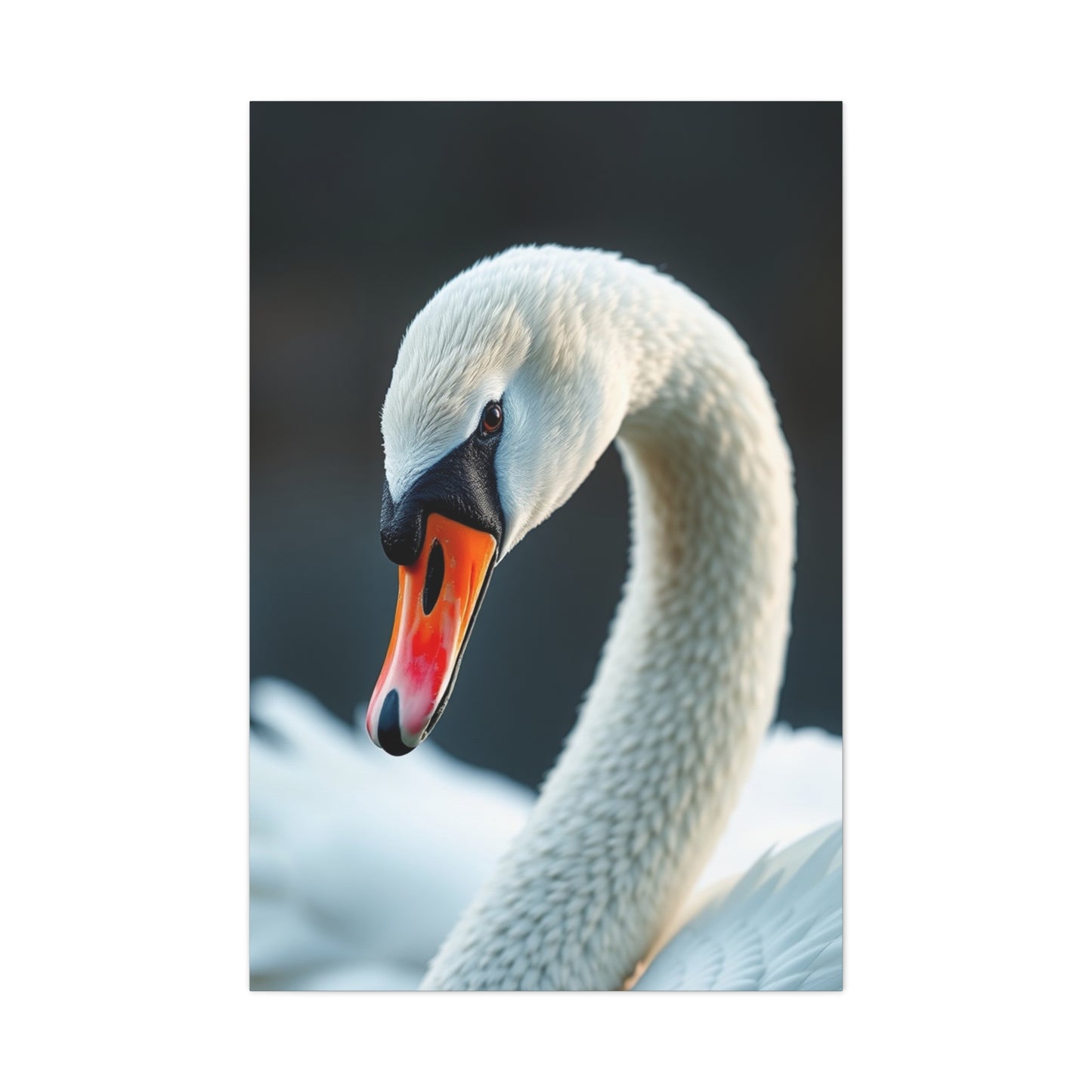 Swan Art Supreme Gallery Wall Art & Canvas Print