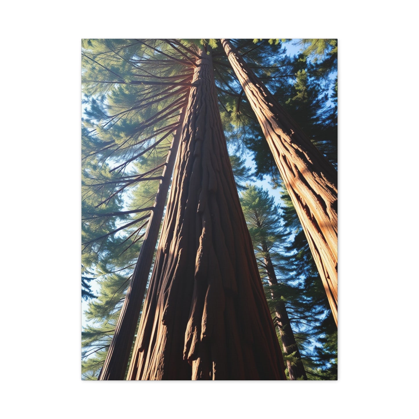 Vision Redwood Tree Art Art Wall Art & Canvas Print