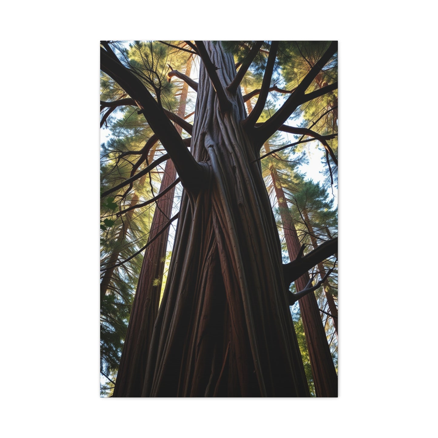 Elite Redwood Tree Art Vision Wall Art & Canvas Print