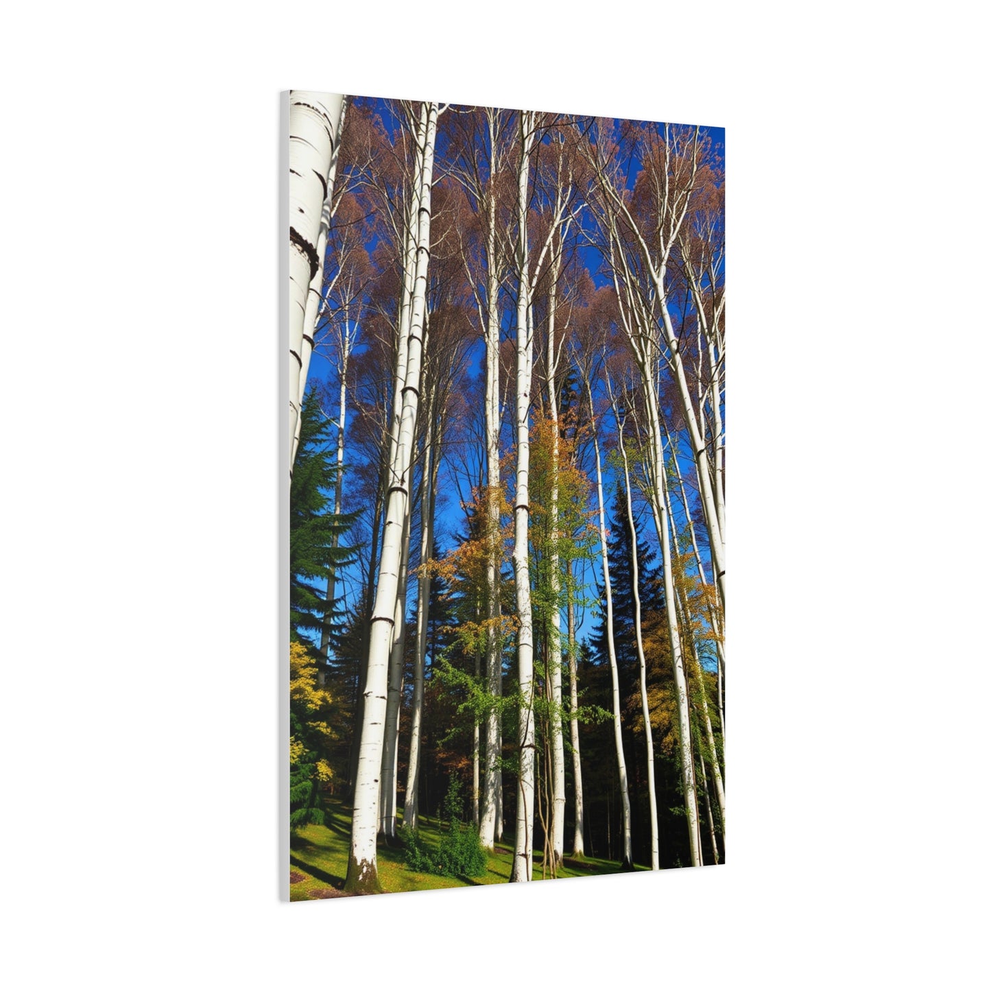 Supreme Aspen Tree Art Collection Wall Art & Canvas Print