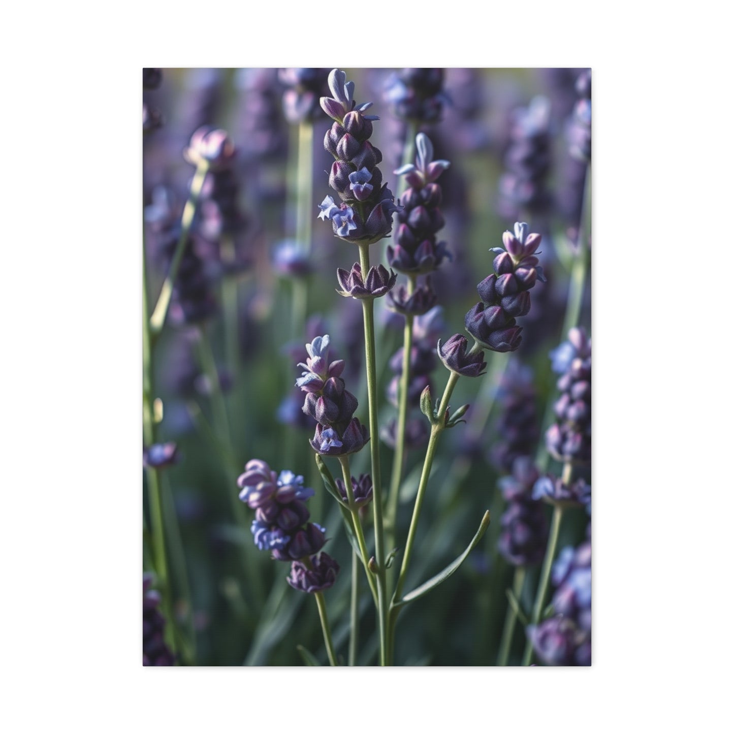 Supreme Lavender Herb Art Collection Wall Art & Canvas Print