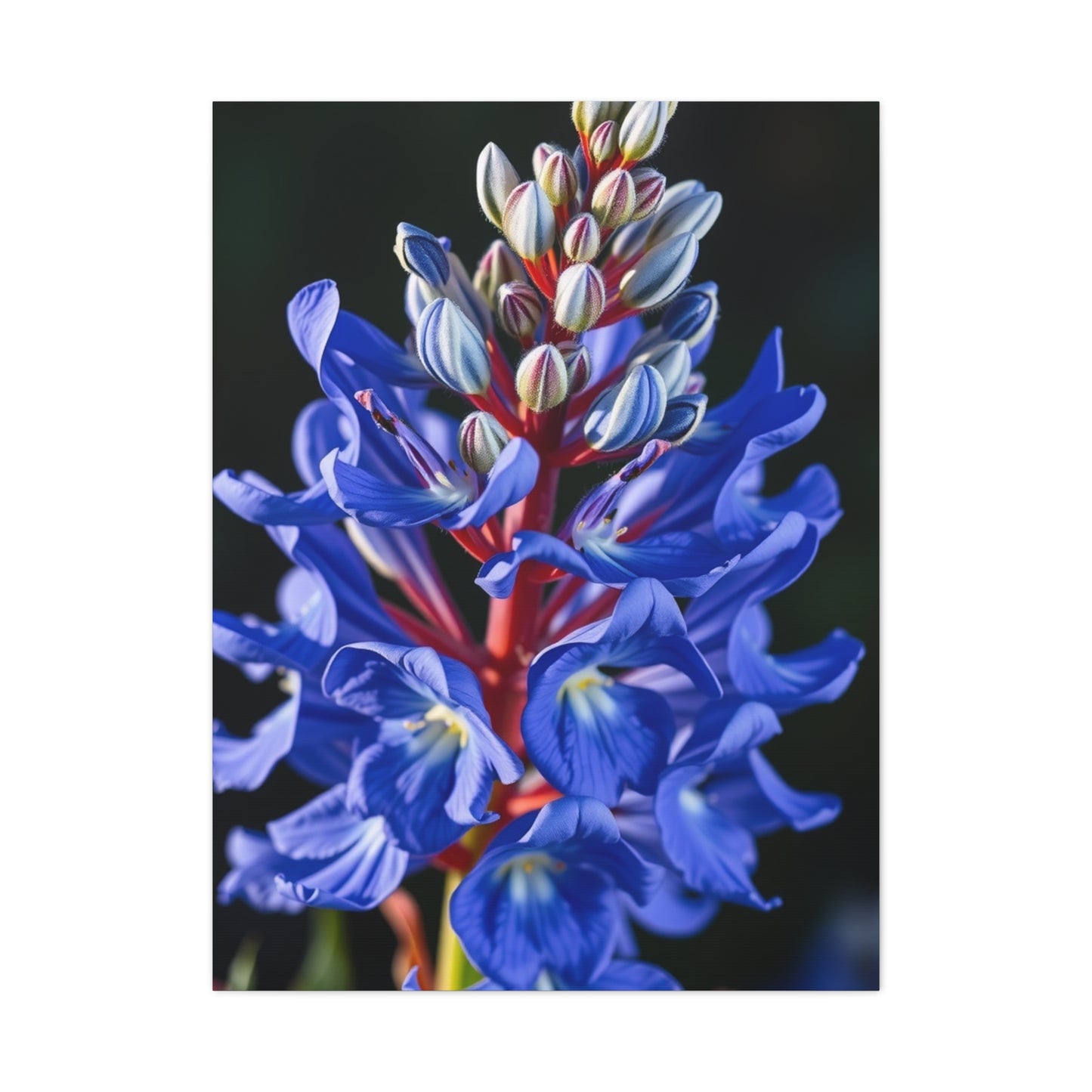 Bluebonnet Flower Art Supreme Gallery Wall Art & Canvas Print