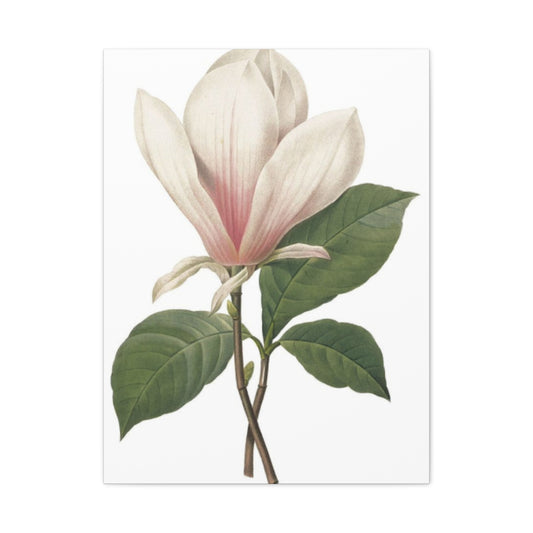 Beautiful Pink Magnolia Flower Photo Wall Art & Canvas Prints