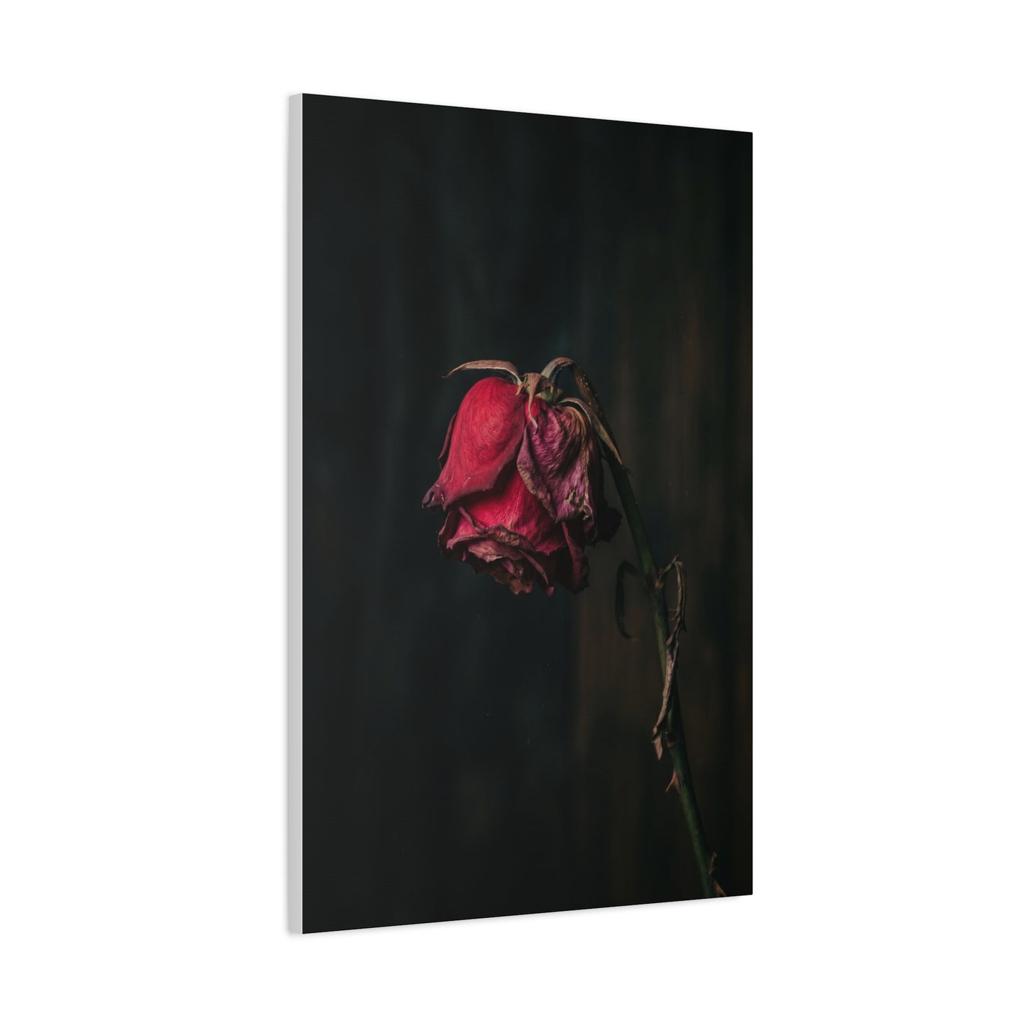 Withered Crimson Rose Still Life Wall Art & Canvas Print