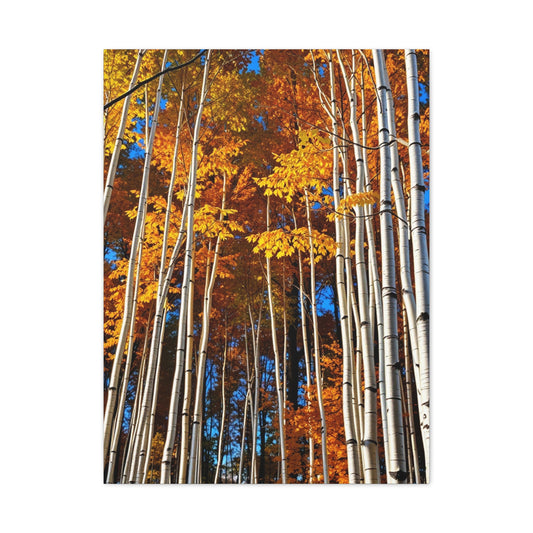 Aspen Tree Art Supreme Gallery Wall Art & Canvas Print