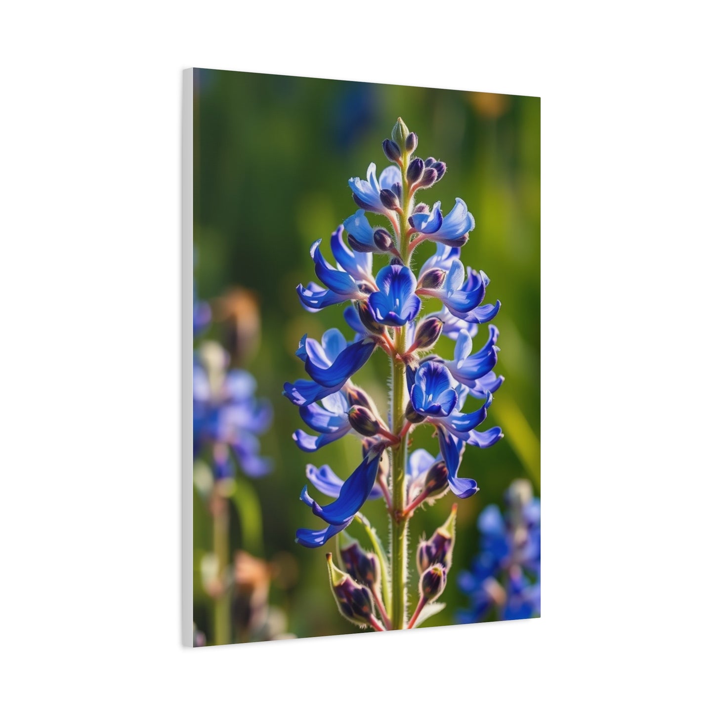 Collection Bluebonnet Flower Art Art Wall Art & Canvas Print