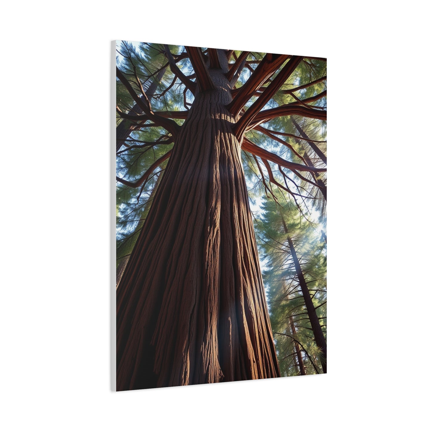 Redwood Tree Art Refined Canvas Wall Art & Canvas Print