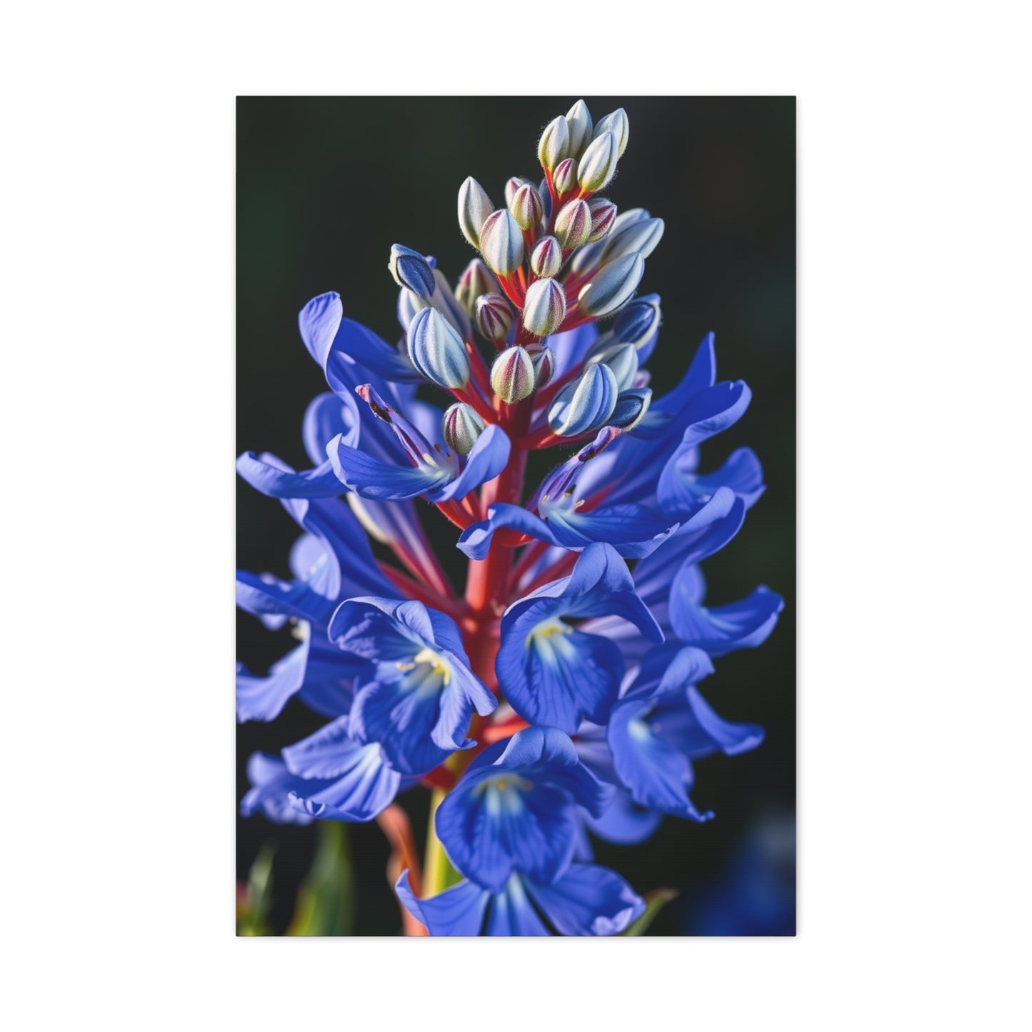 Bluebonnet Flower Art Supreme Gallery Wall Art & Canvas Print