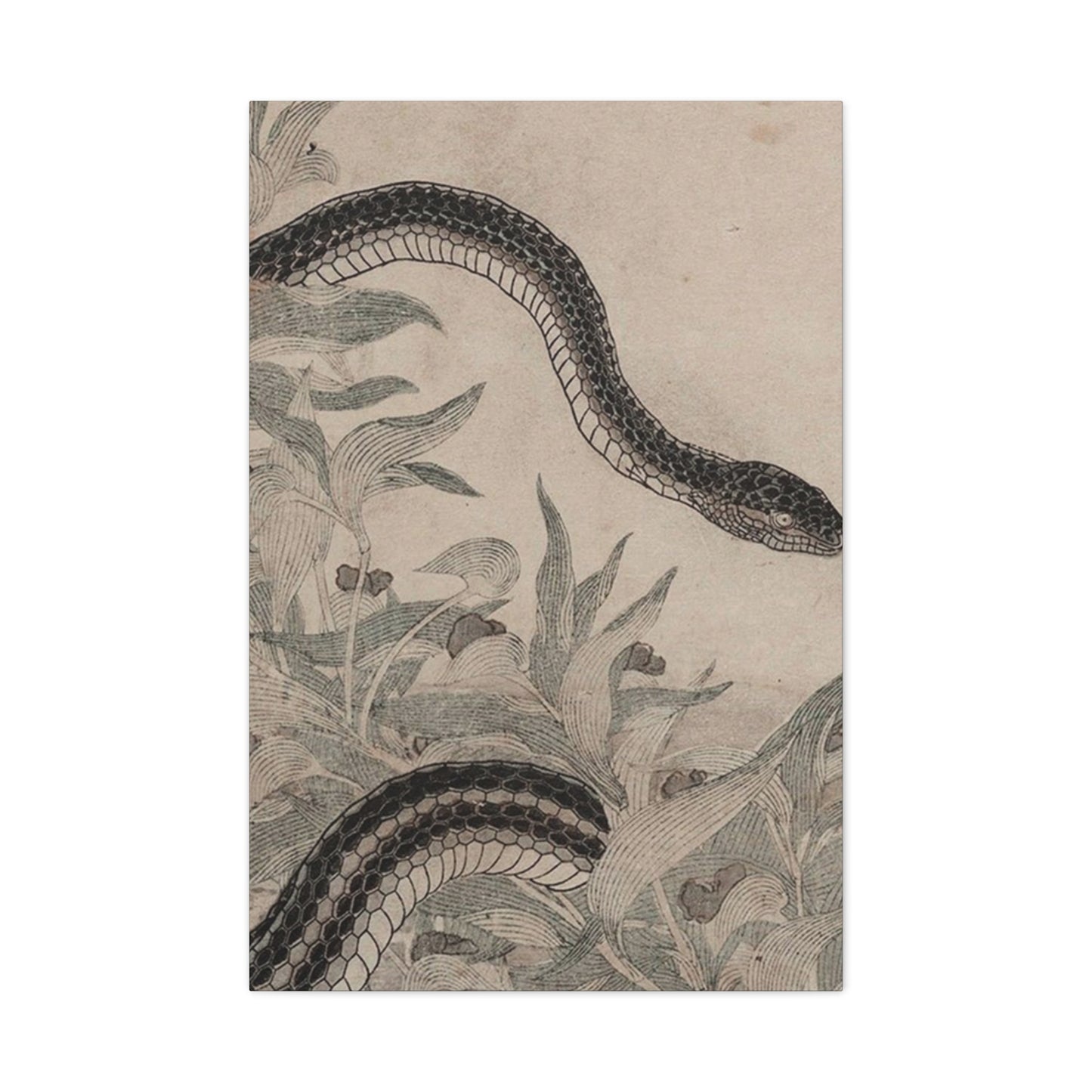 Cobra And Flower Wall Art & Canvas Prints