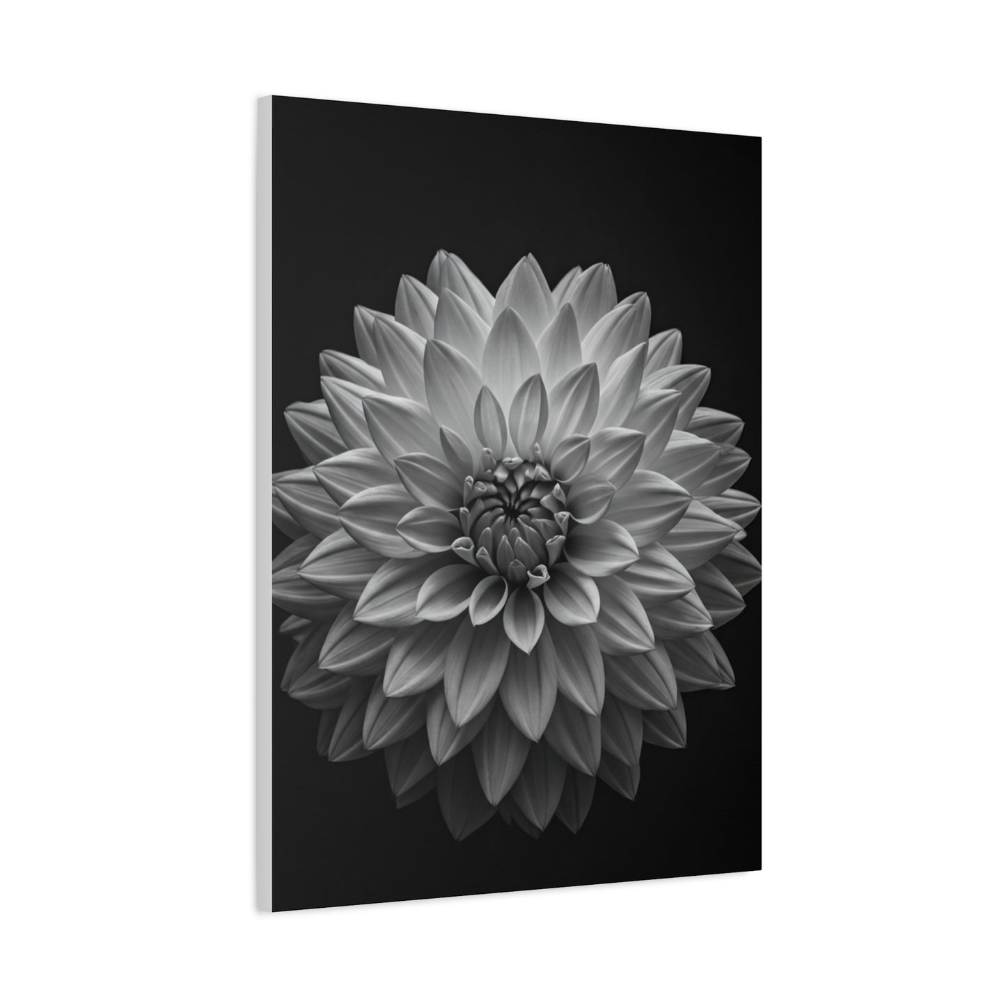 Dahlia Bloom in Shadow Monochrome Wall Art & Canvas Prints