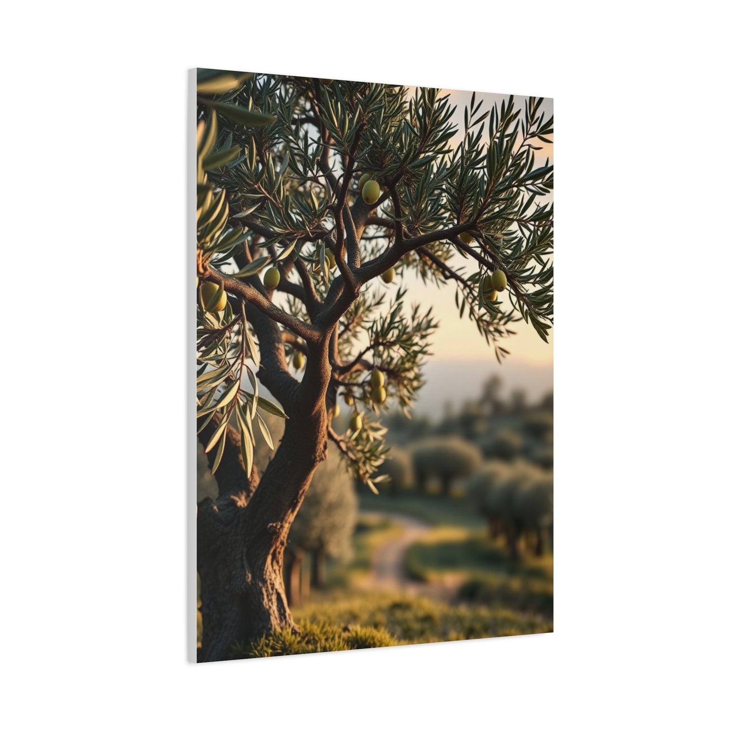 Olive Tree Art Luxury Canvas Wall Art & Canvas Print